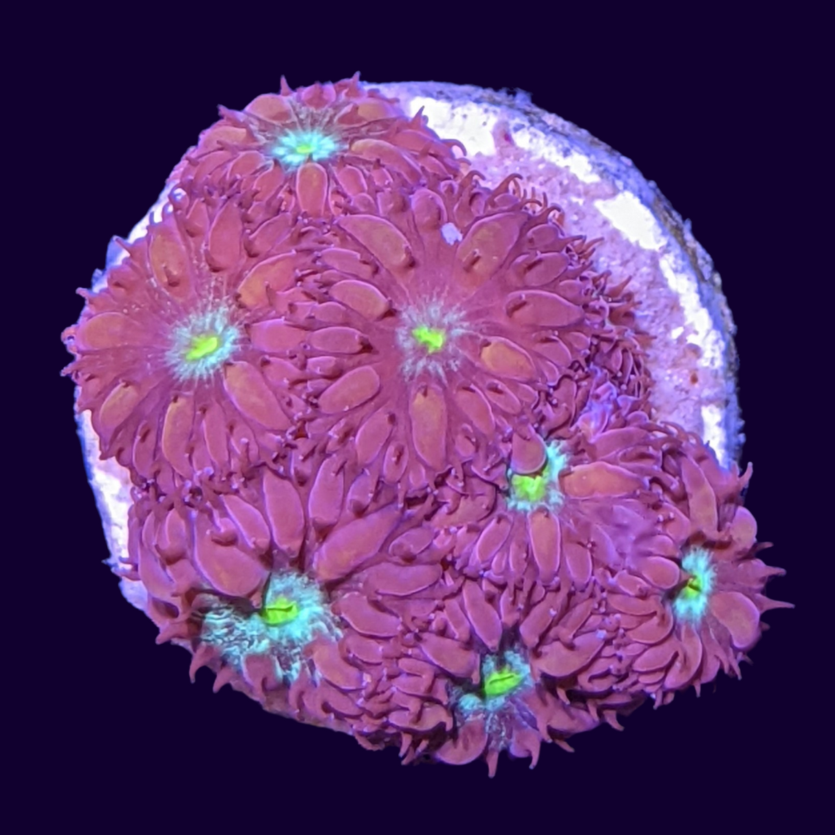 Mini Colony Red & Green Blastomussa