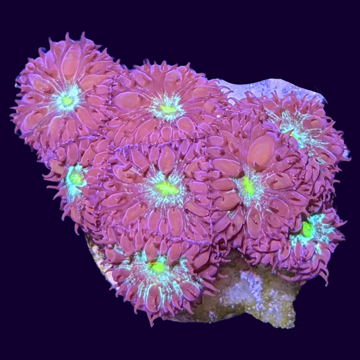 Mini Colony Red & Green Blastomussa