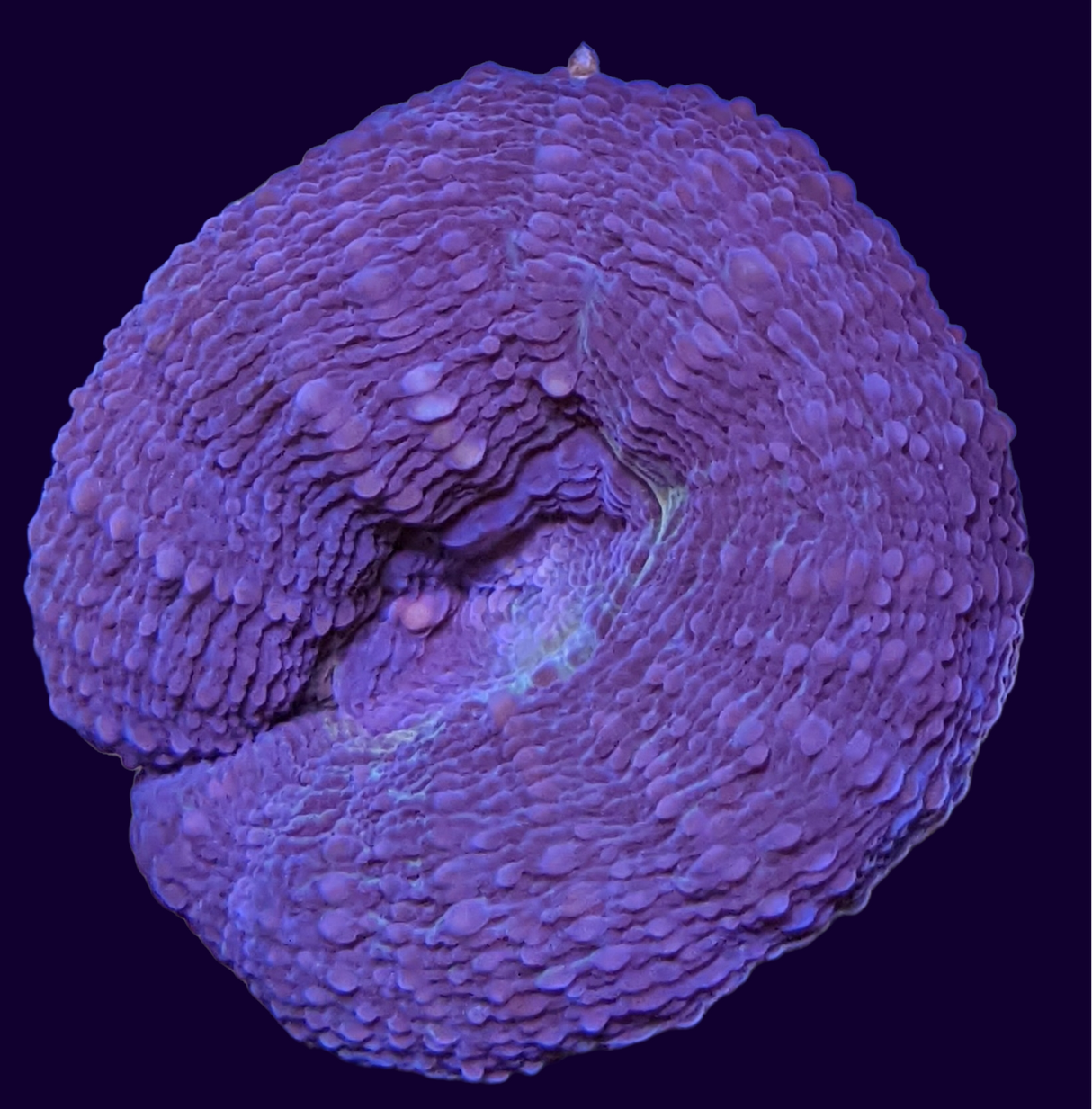 Lobophyllia (collection Only)