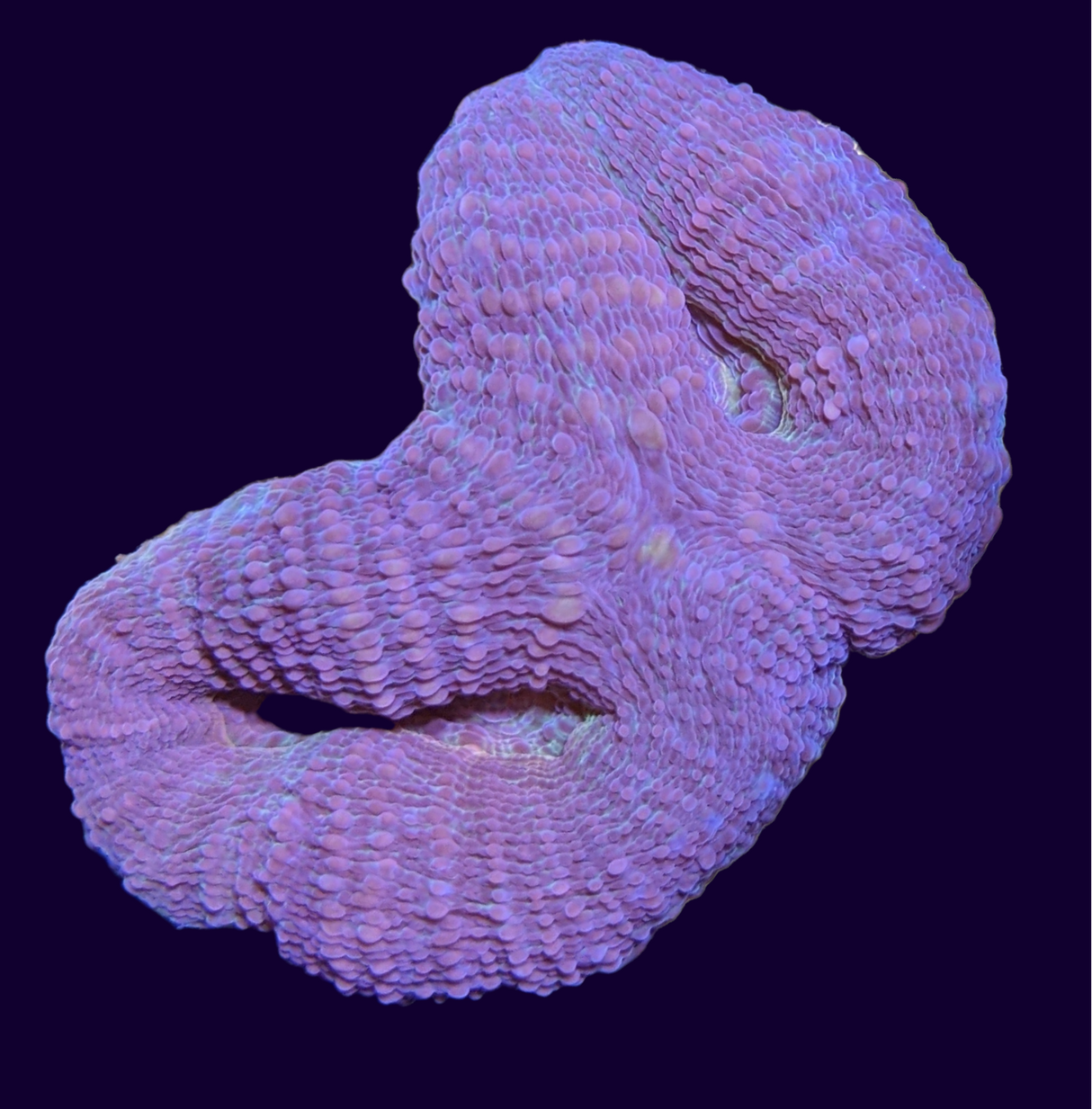 Lobophyllia (collection Only)