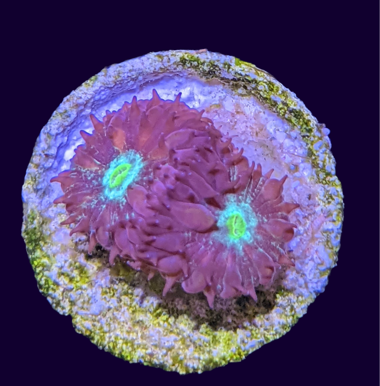 Double Head Red & Green Blastomussa