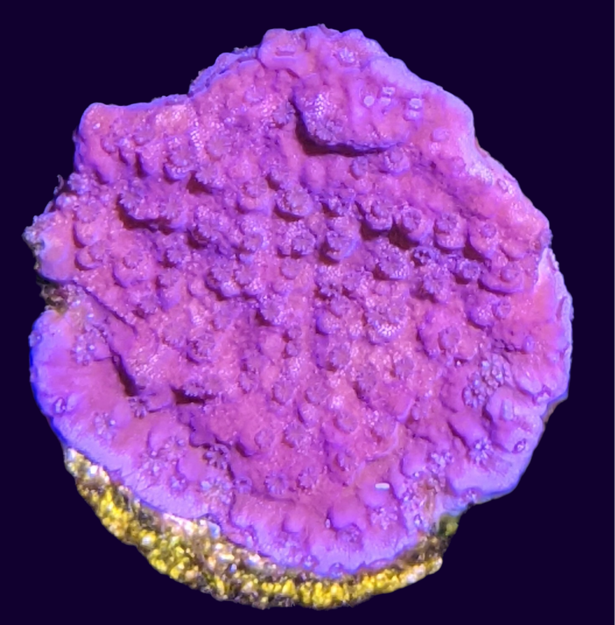 Purple Montipora (UK Grown)