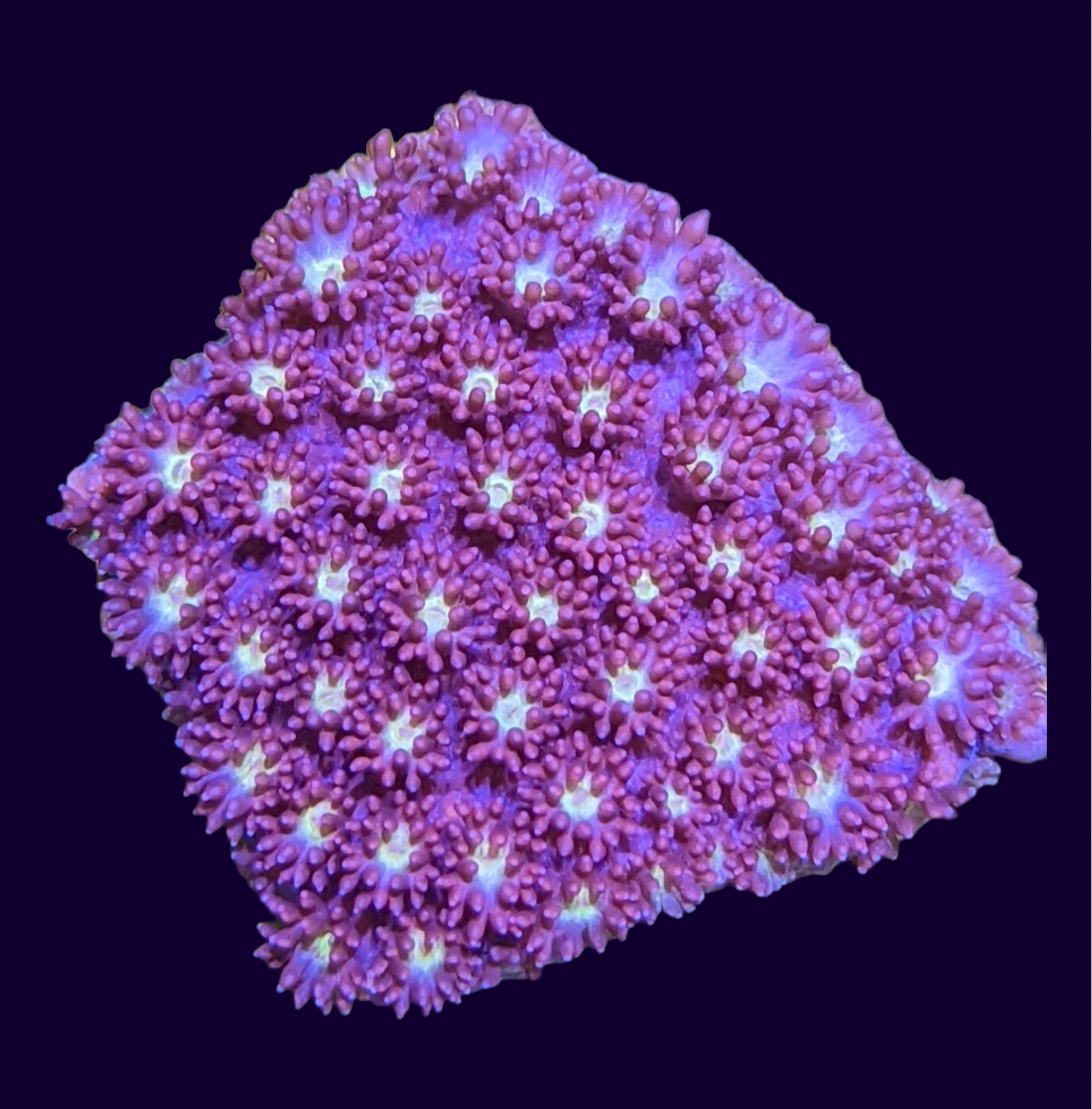 Burning Amber Goniopora