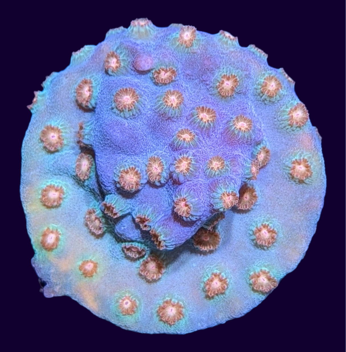 Meteor Shower Cyphastrea