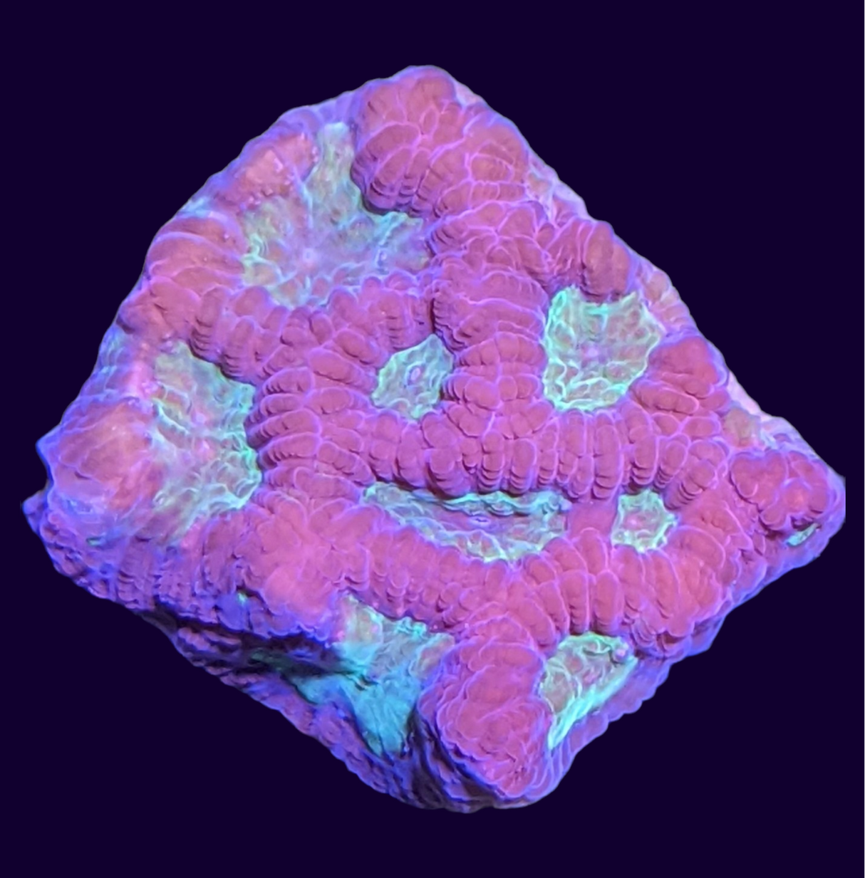 Red and Green Favites