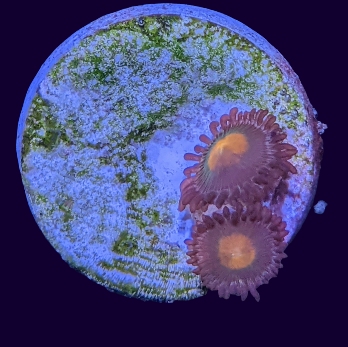 John Deere Zoa Frag (UK Grown)