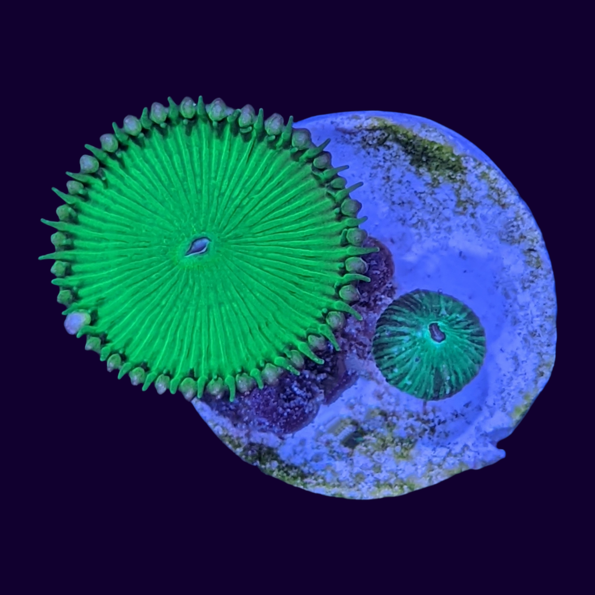 Ultra Green Paly Zoa Frag (UK Grown)