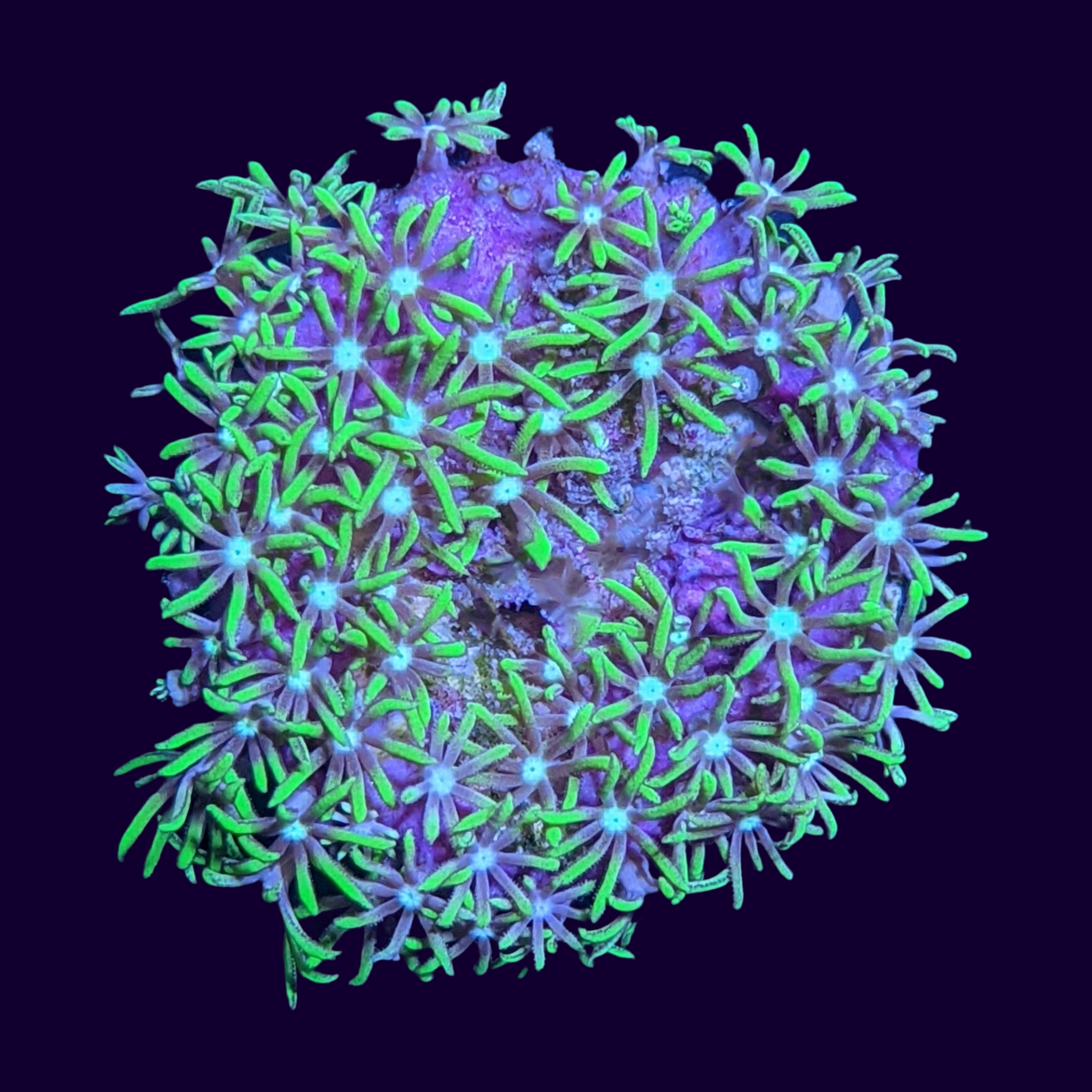 Green Star Polyps (Standard Plug) (UK Grown)