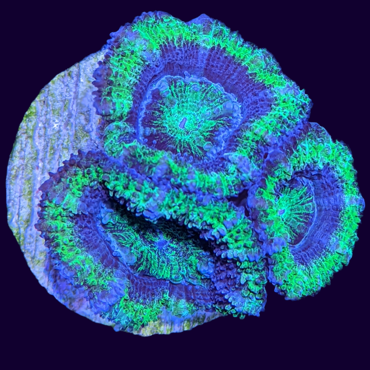 Acanthastrea Lordhowensi