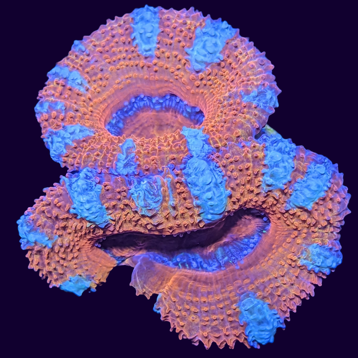 Acanthastrea Lordhowensi