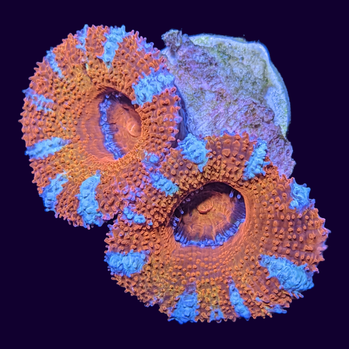 Acanthastrea Lordhowensi