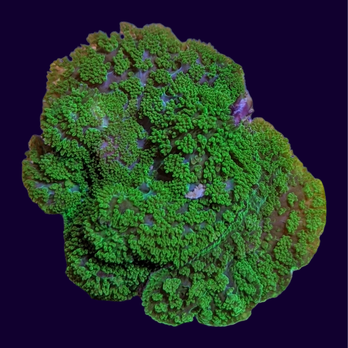 Fuzzy Green Rhodactis Mushroom