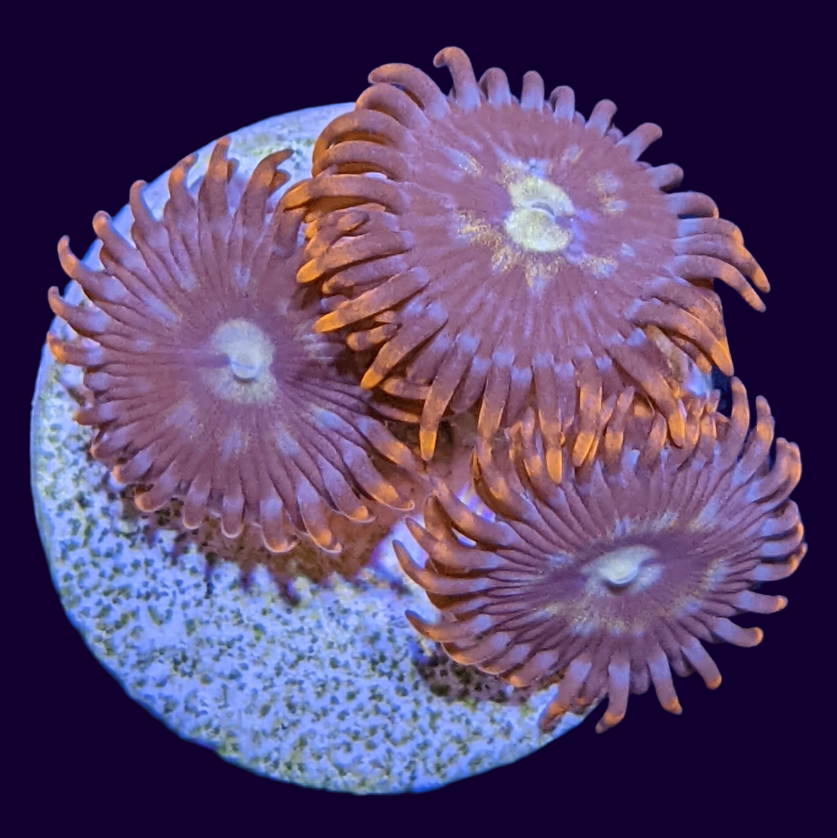 Chocolate Orange Zoa Frag