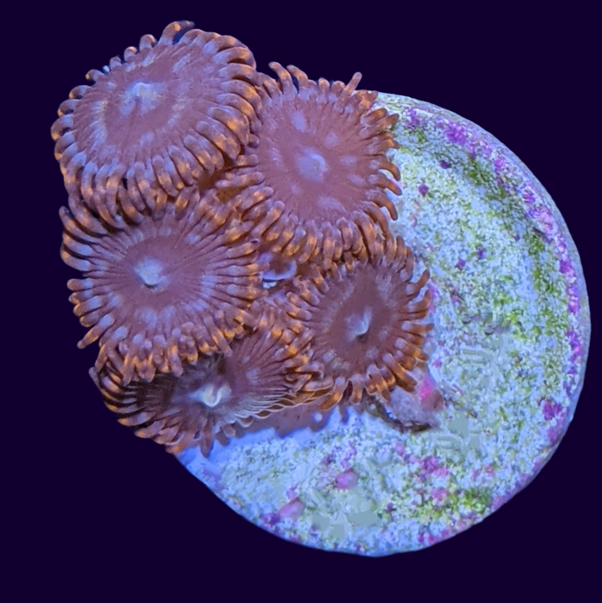 Chocolate Orange Zoa Frag