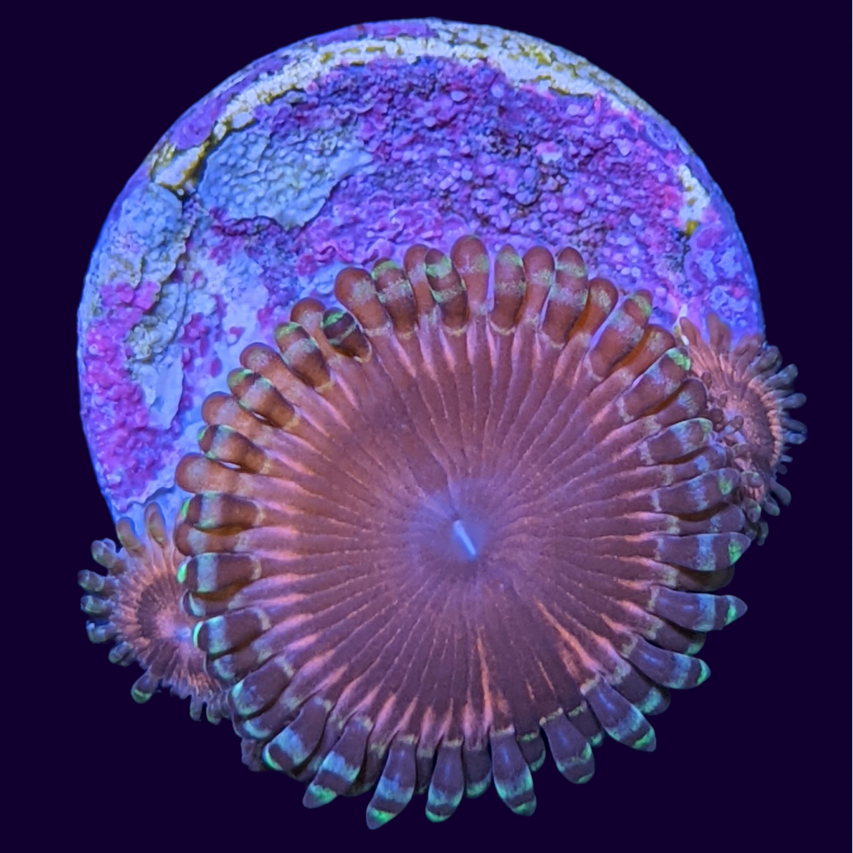 Pink Passion Zoa Frag (UK Grown)