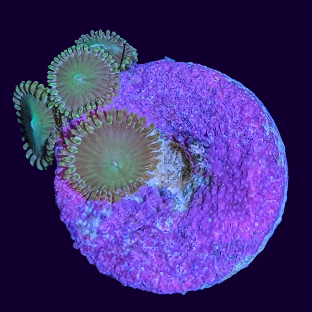 Green Bullet Zoa Frag (UK Grown)