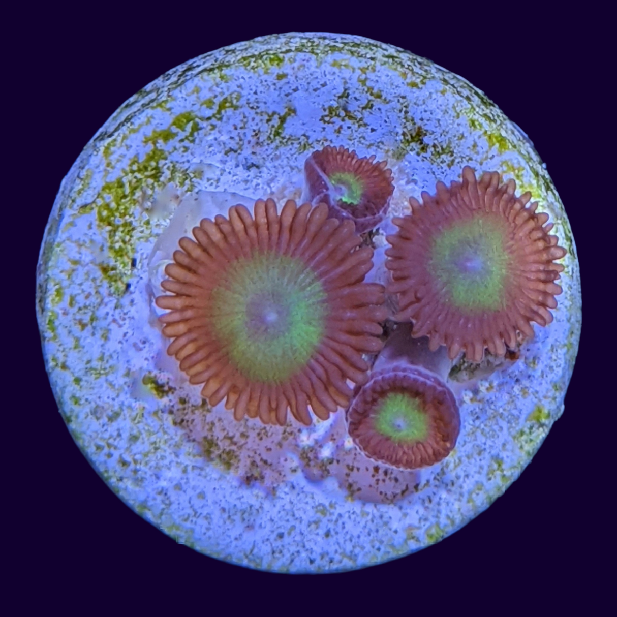 Fake Candy Apple Zoa Frag (UK Grown)