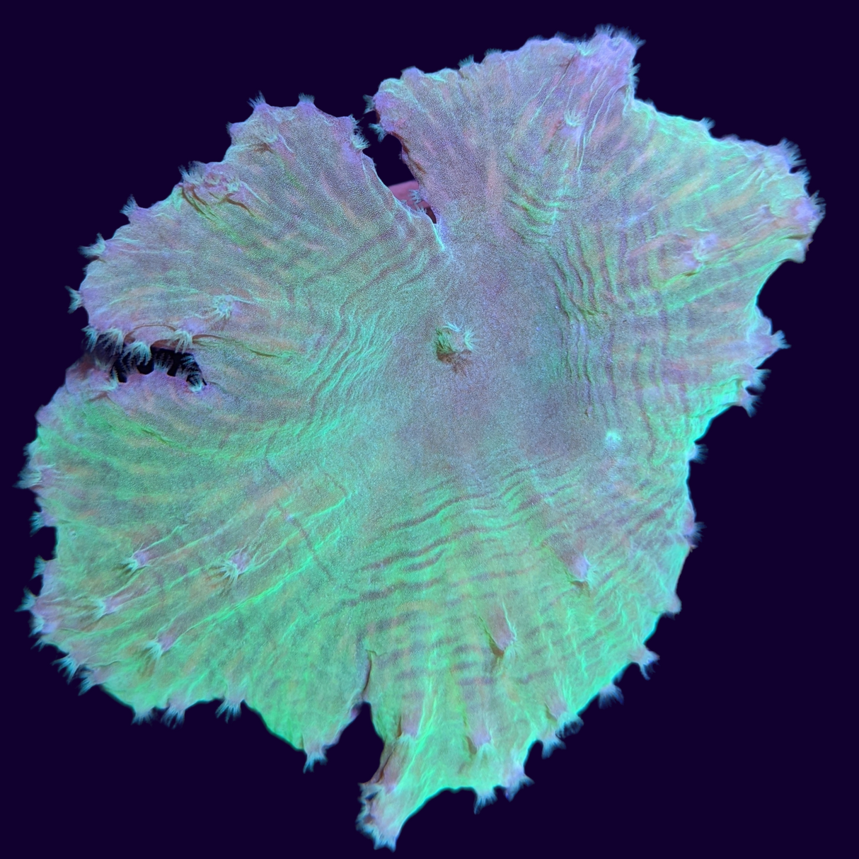 Aquacultured Green Sinularia Dura Cabbage Coral Mini Colony