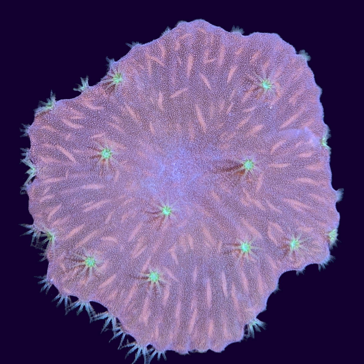 Sinularia Dura (UK Grown)