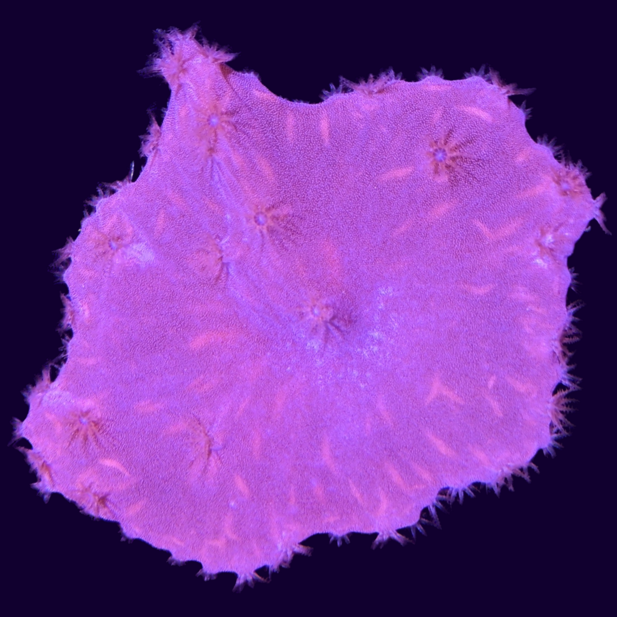 Sinularia Dura (UK Grown)