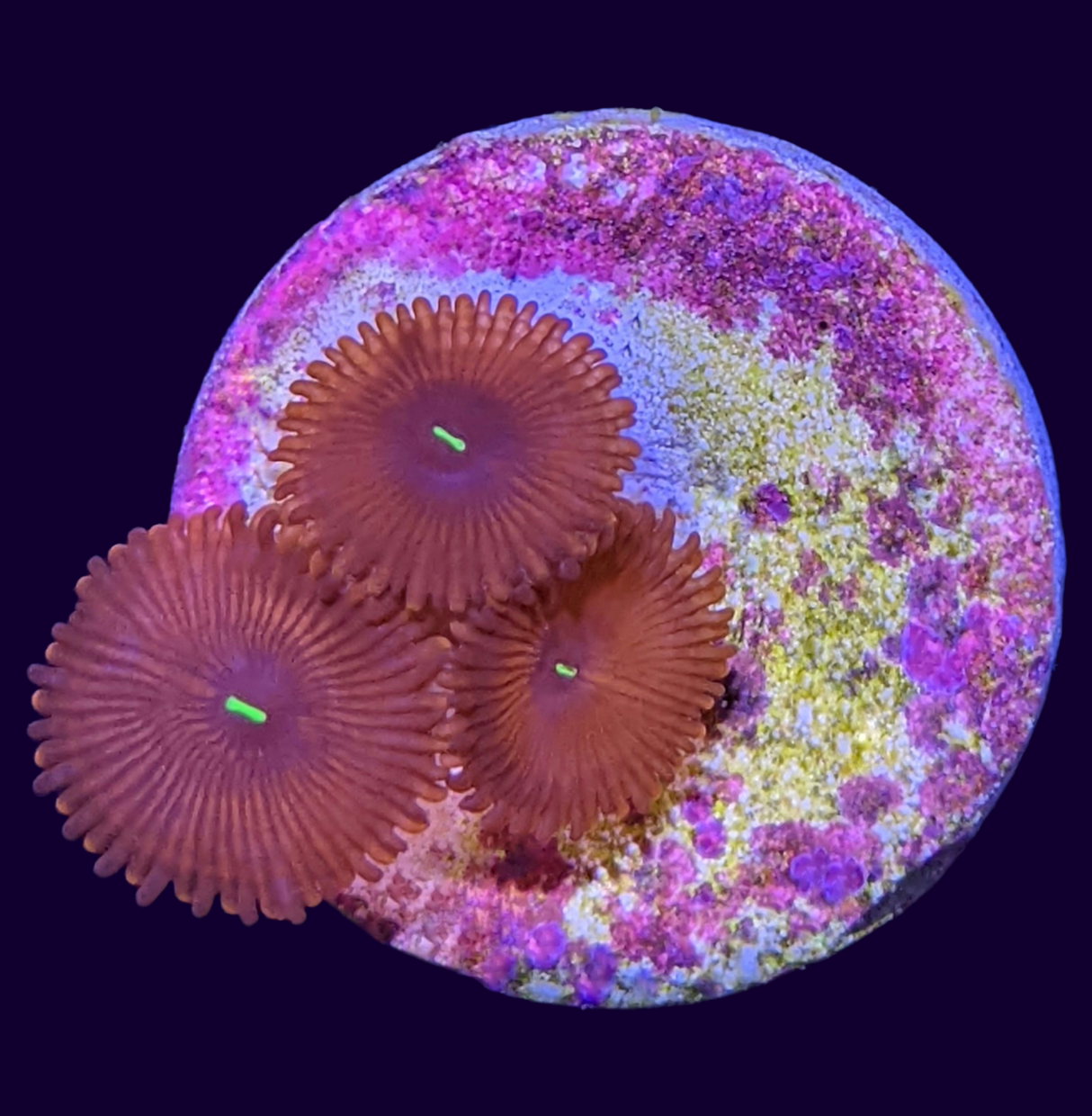 Red People Eater Zoa Frag (UK Grown)