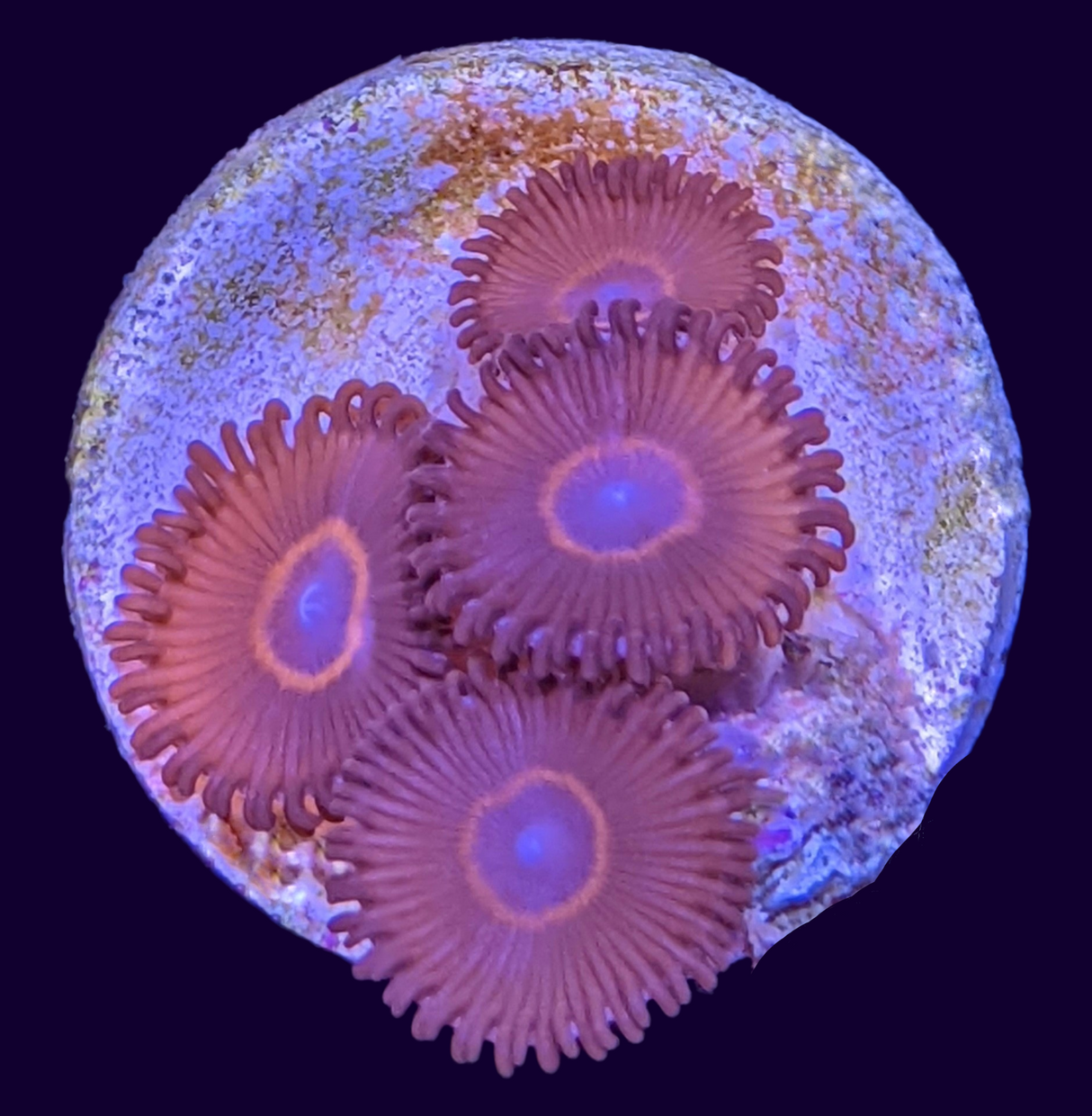 Red Rings Zoa Frag