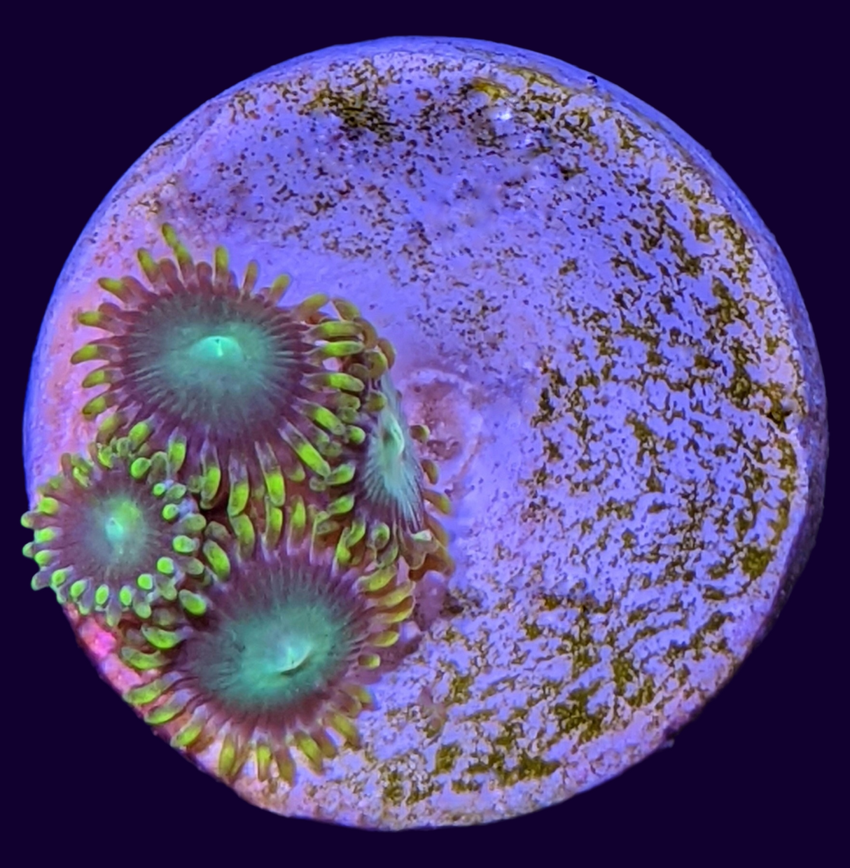 Radioactive Dragons Eye Zoa Frag (UK Grown)