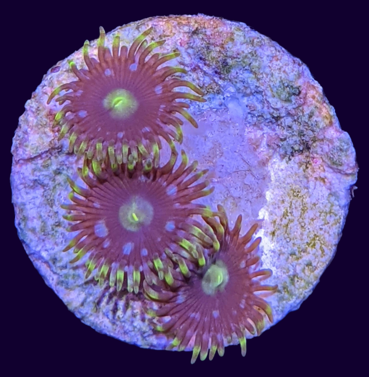 Zoa Frag (UK Grown)