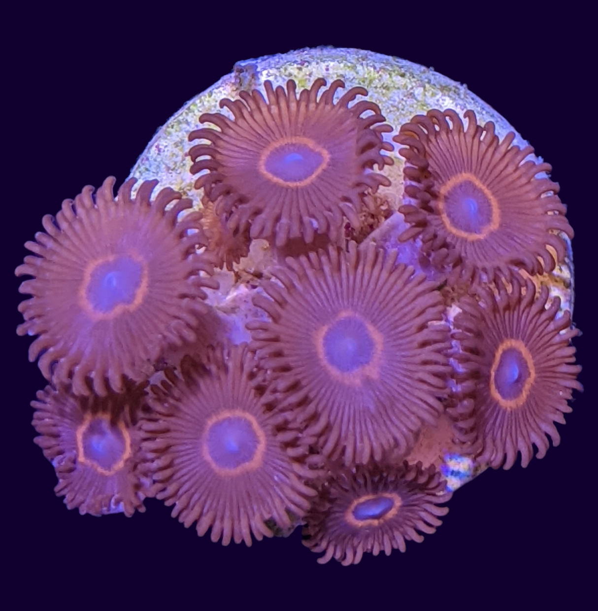 Red Rings Zoa Mini Colony