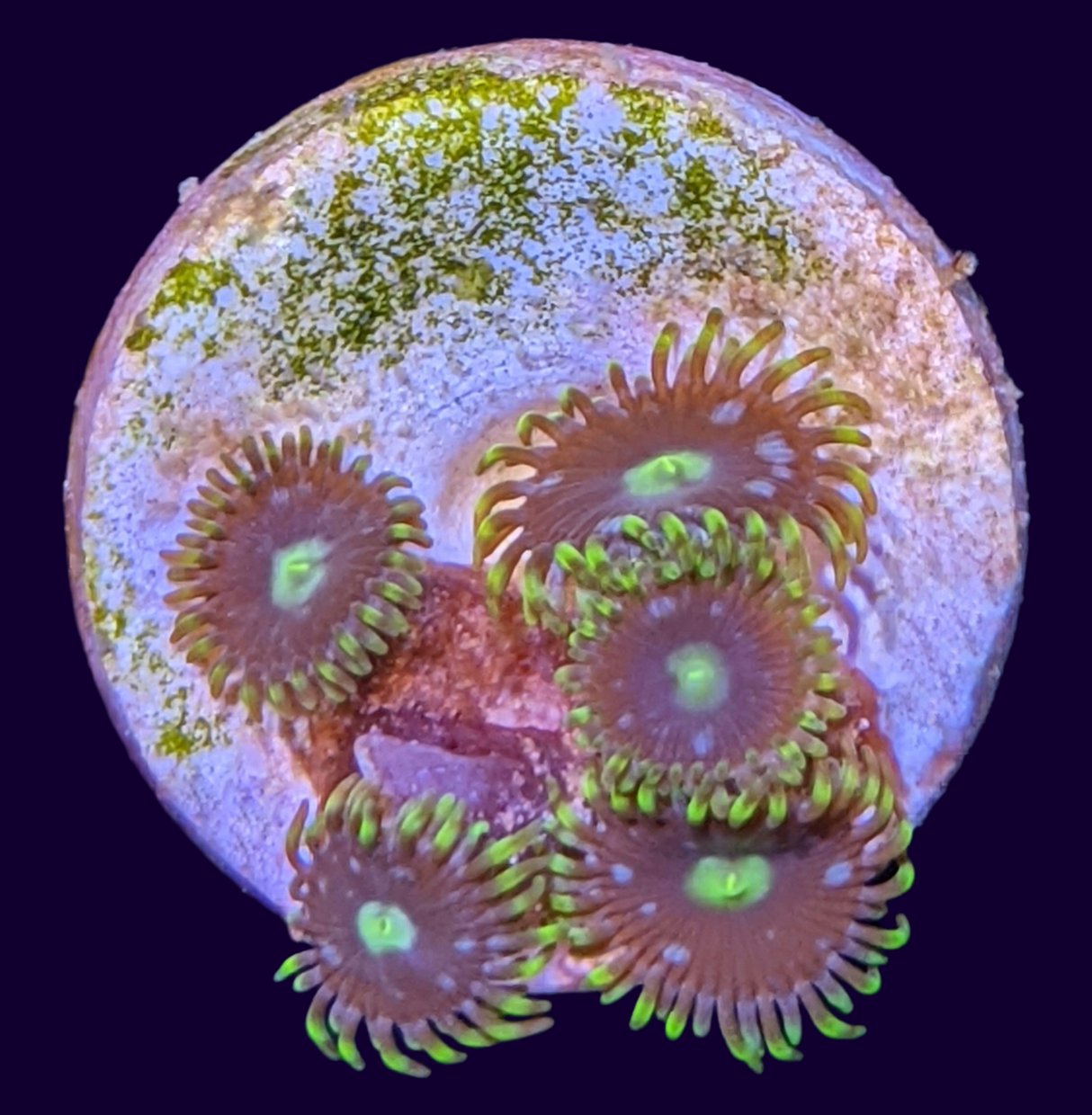 Zoa Frag (UK Grown)