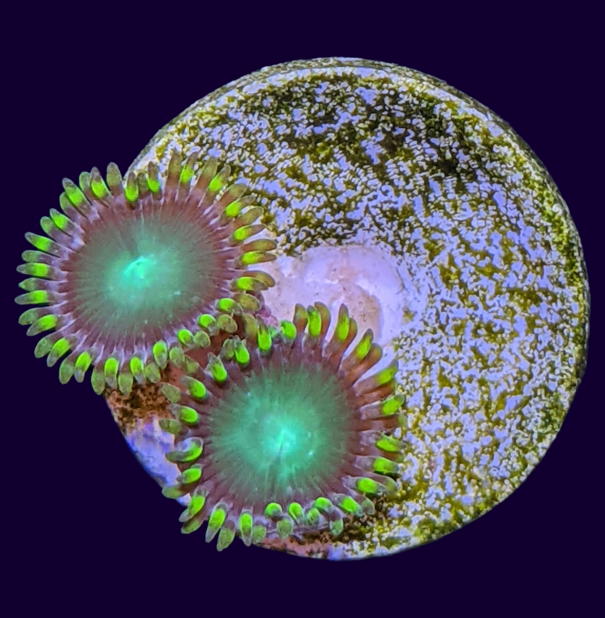 Radioactive Dragons Eye Zoa Frag (UK Grown)