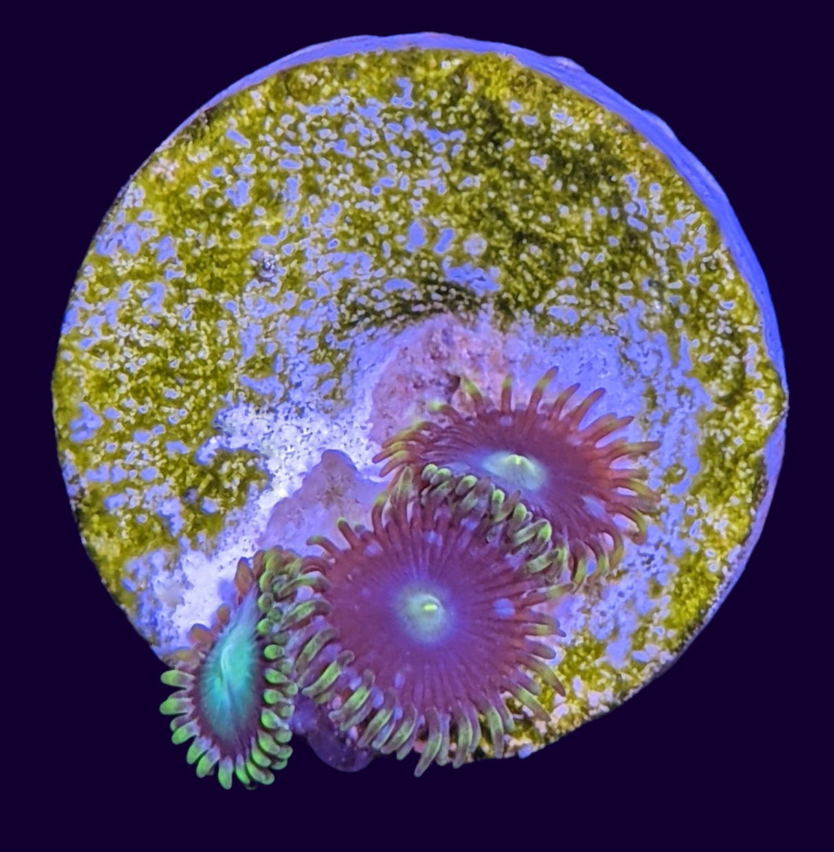 Mix Zoa Frag (UK Grown)