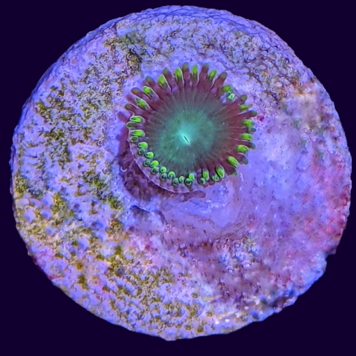 Radioactive Dragons Eye Zoa Frag (UK Grown)