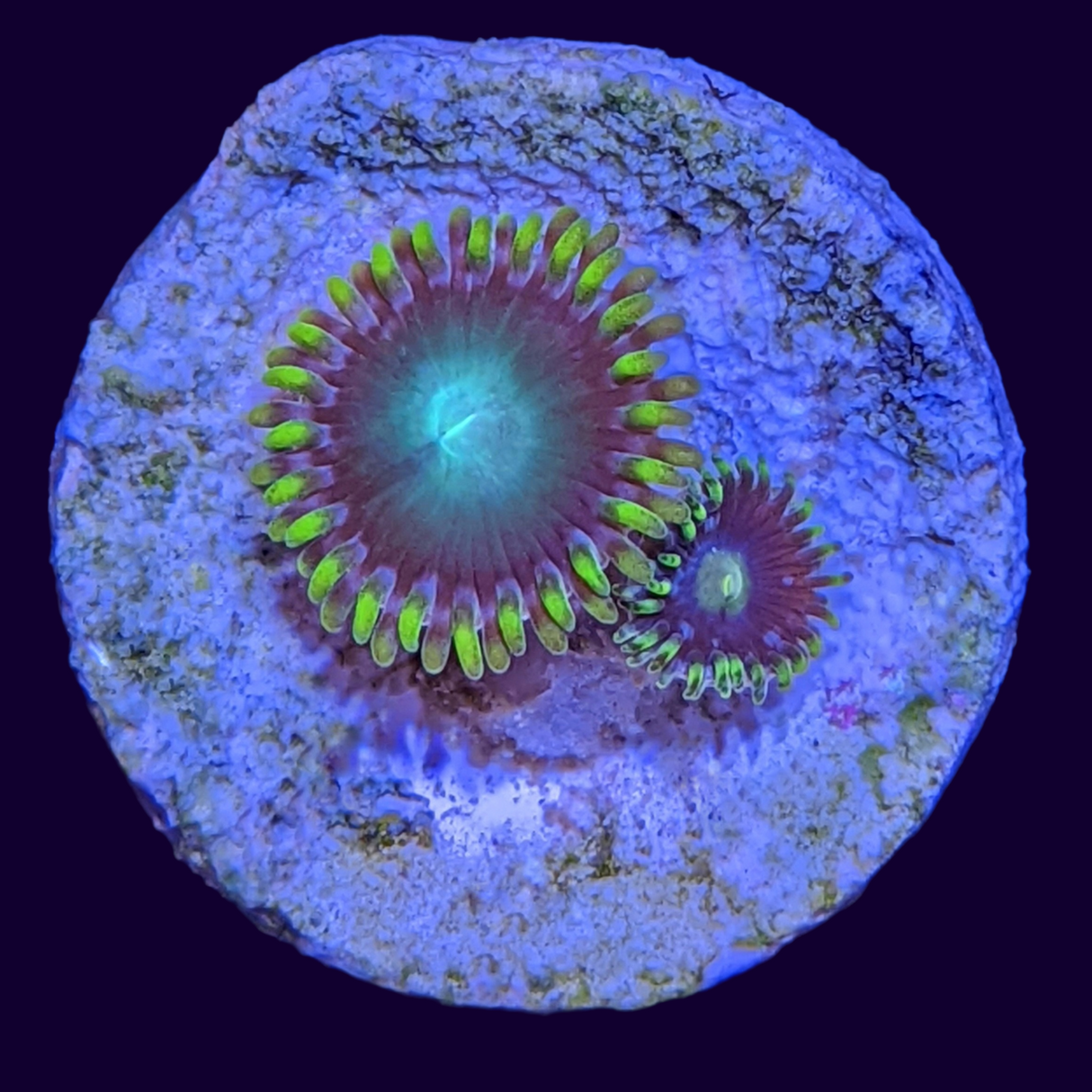 Radioactive Dragons Eye Mix Zoa Frag (UK Grown)