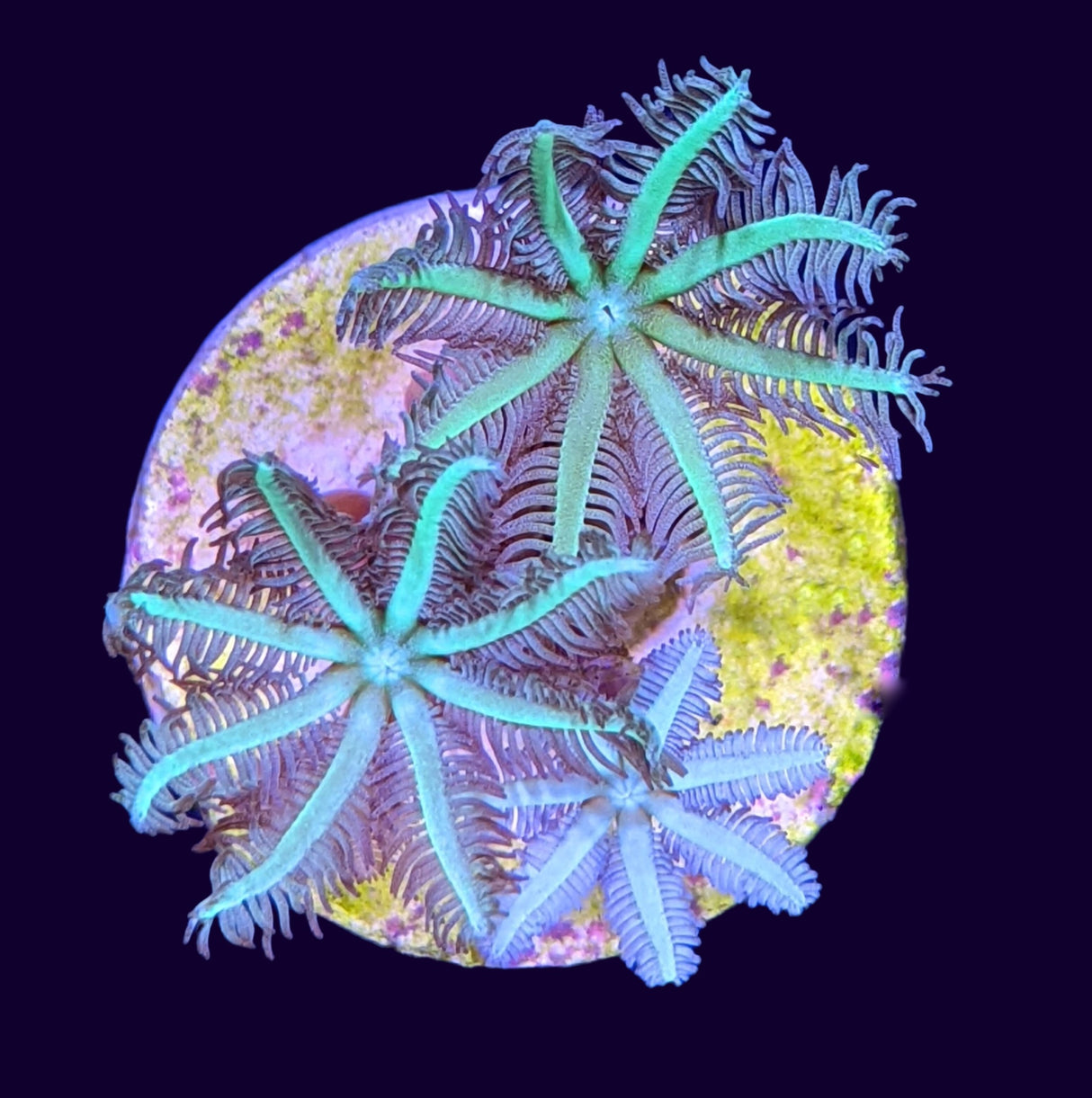 Green Pipe Organ (UK Grown)