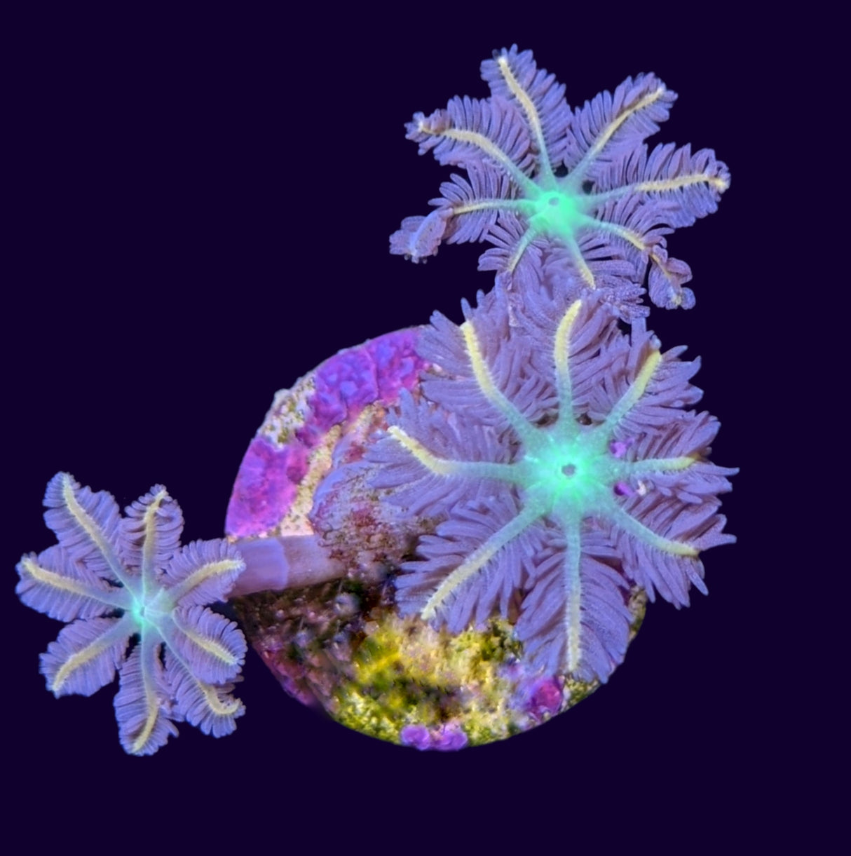 Firework Clove Polyps