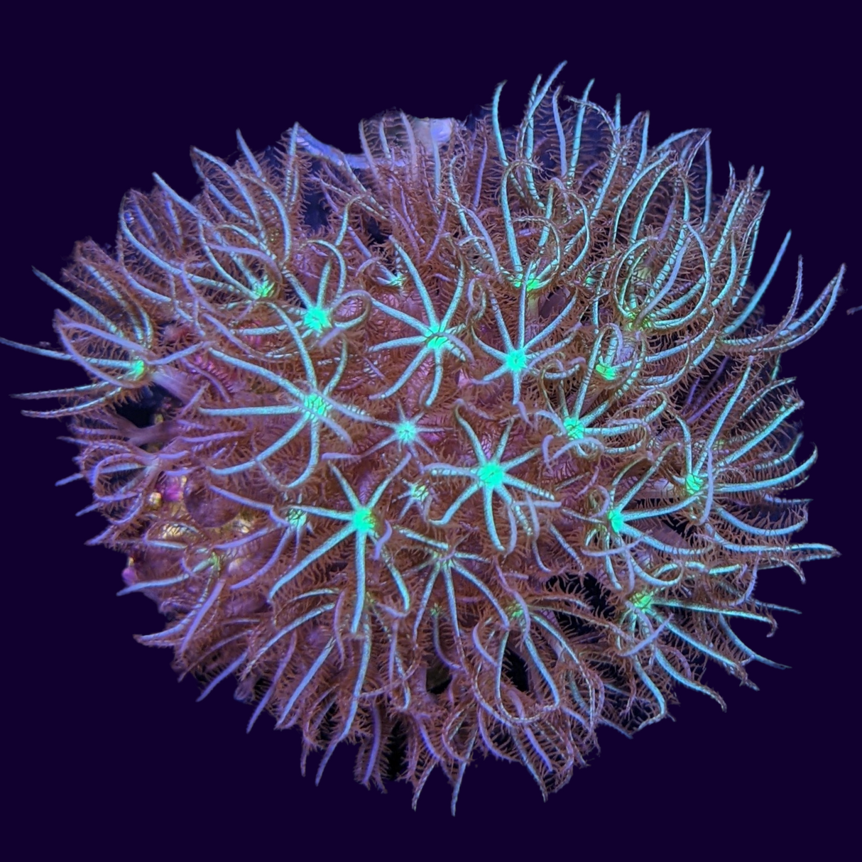 Green Star Long Polyp Frag