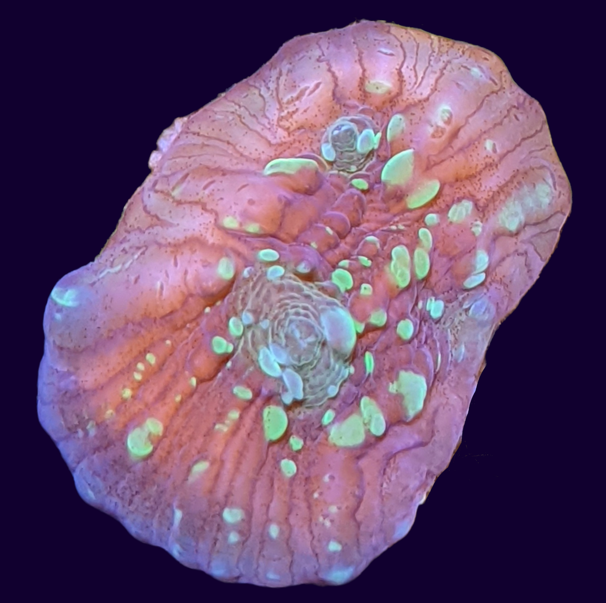 Shooting Star Chalice (UK Grown)