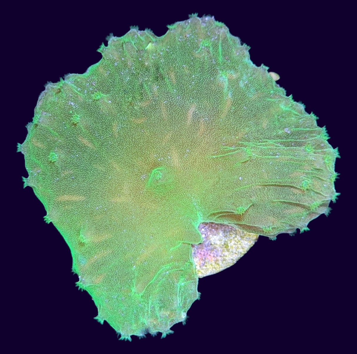 Green Sinularia Dura Cabbage Coral