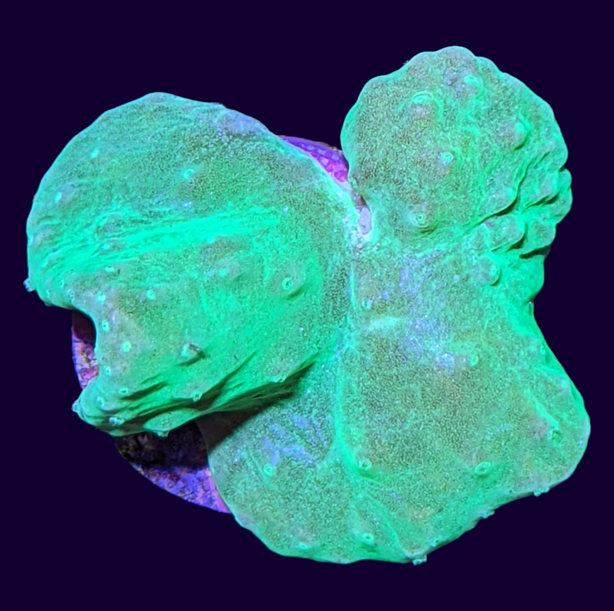 Green Sinularia Dura Cabbage Coral