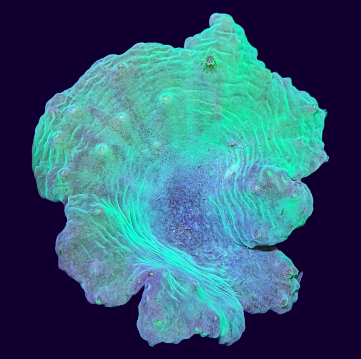 Green Sinularia Dura Cabbage Coral