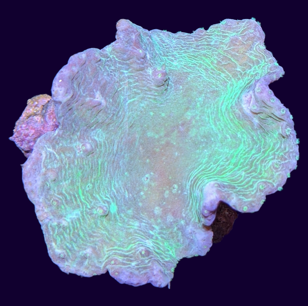 Green Sinularia Dura Cabbage Coral