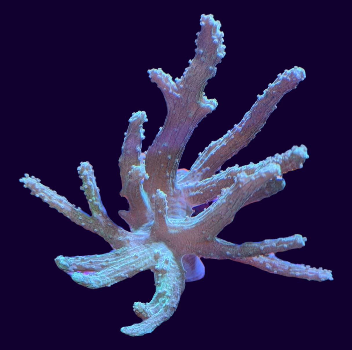 Green Sinularia Finger Coral