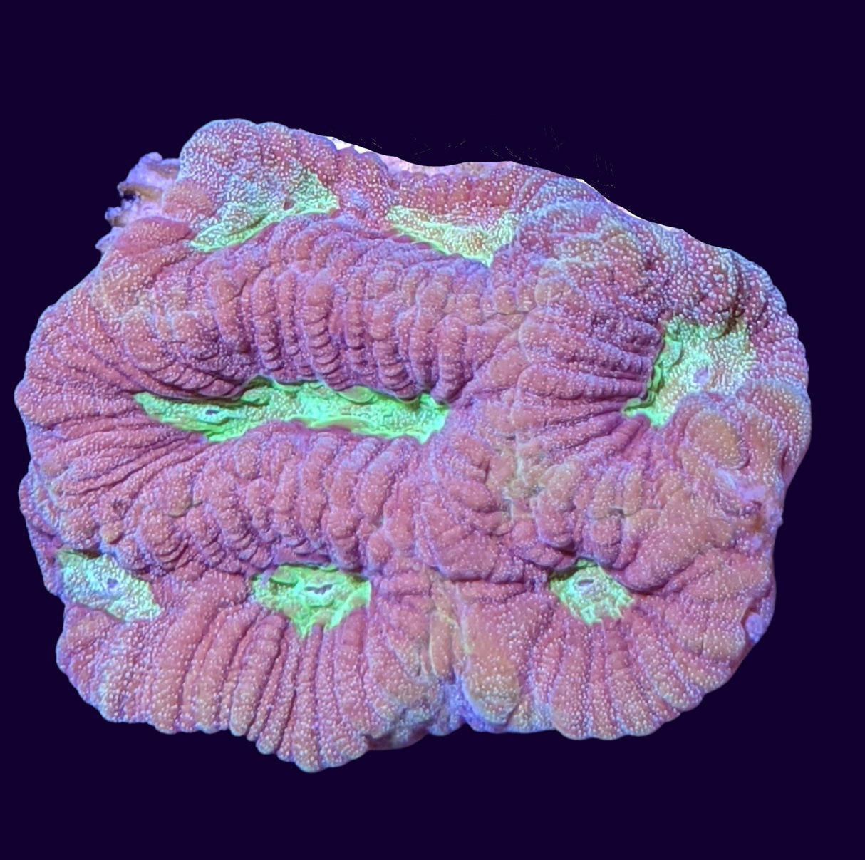 Red and Green Favites