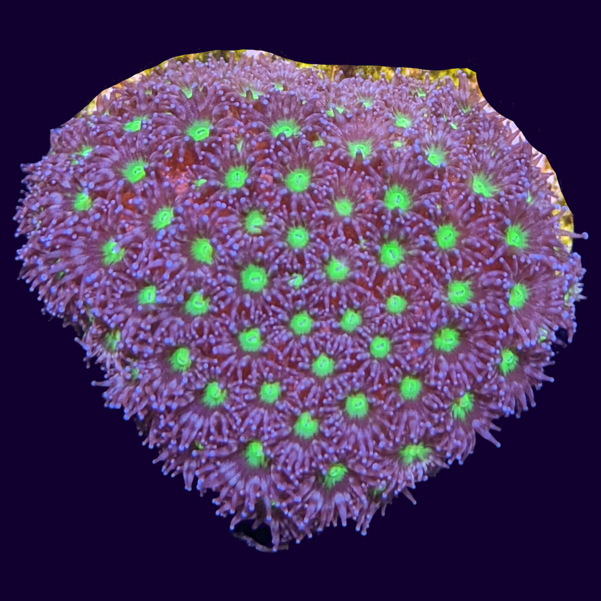 Green Leptastrea Frag