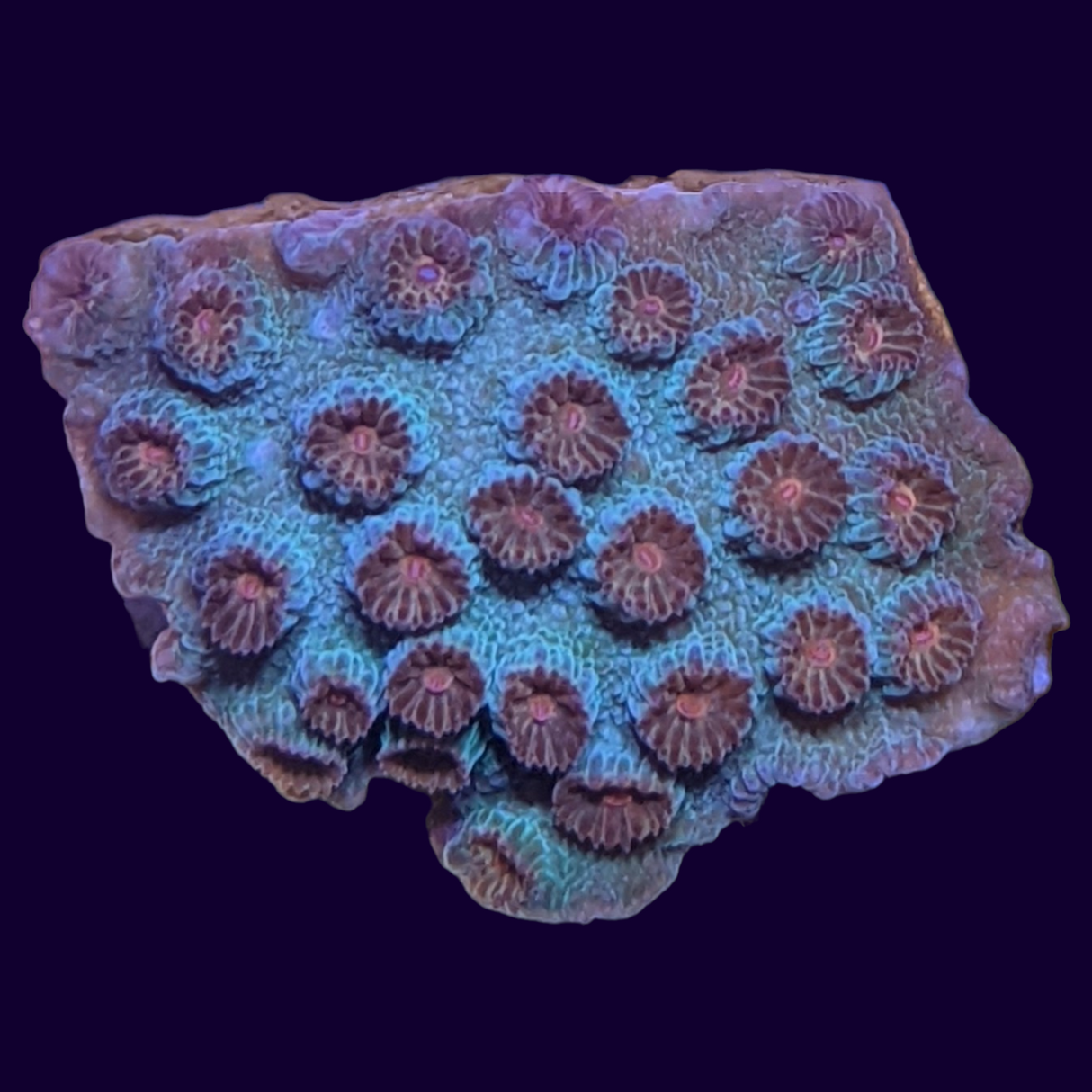 Meteor Shower Cyphastrea