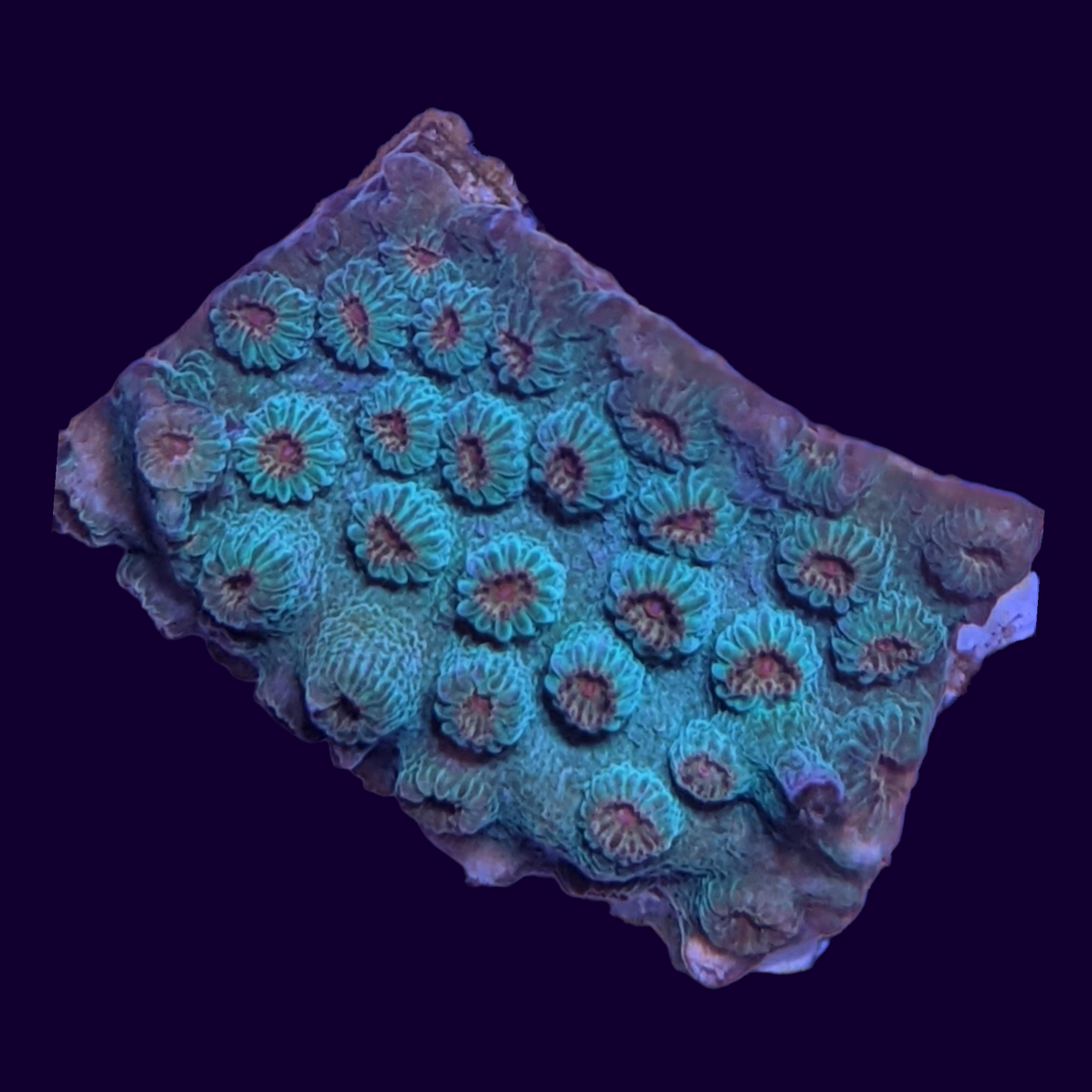 Meteor Shower Cyphastrea