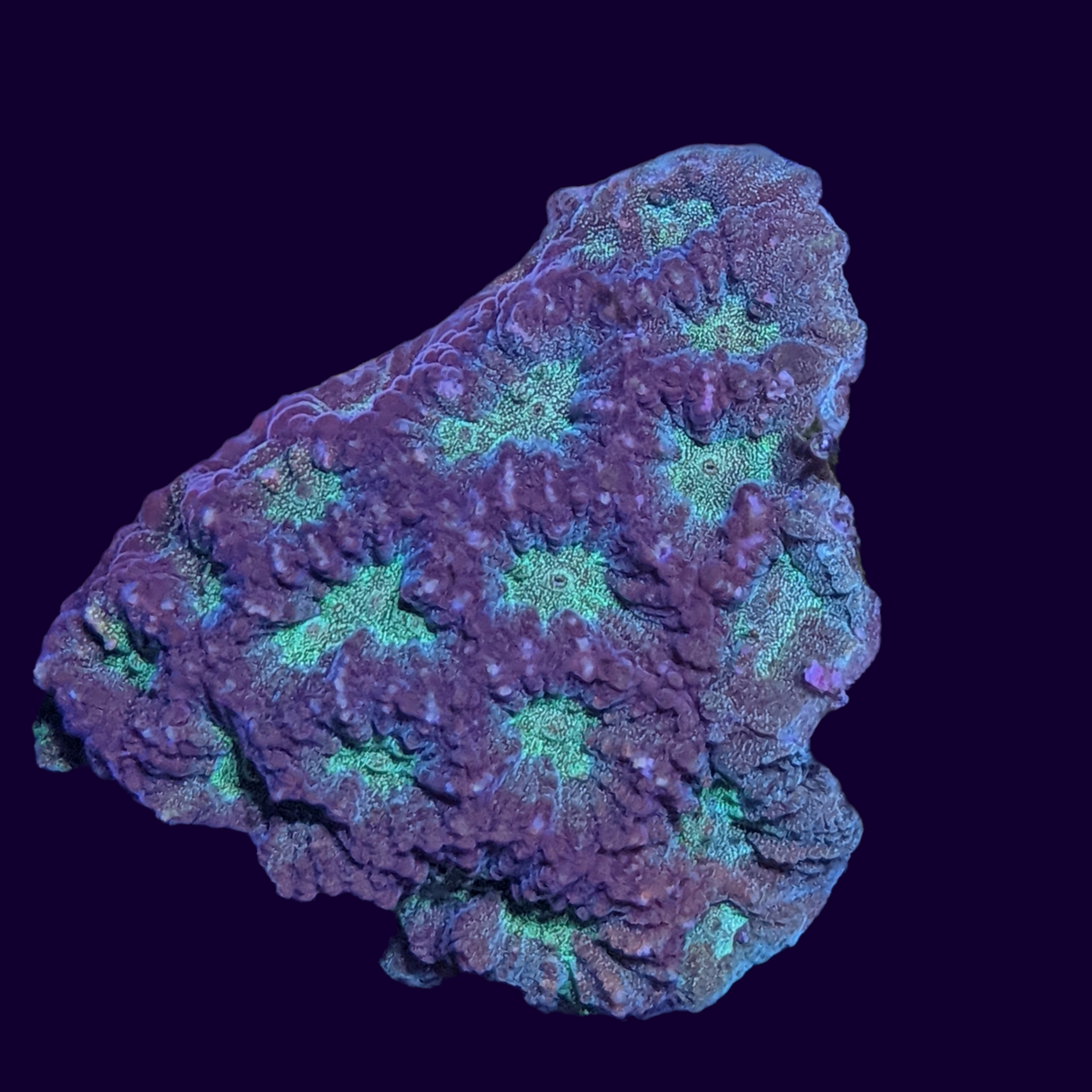 Red and Green Favites