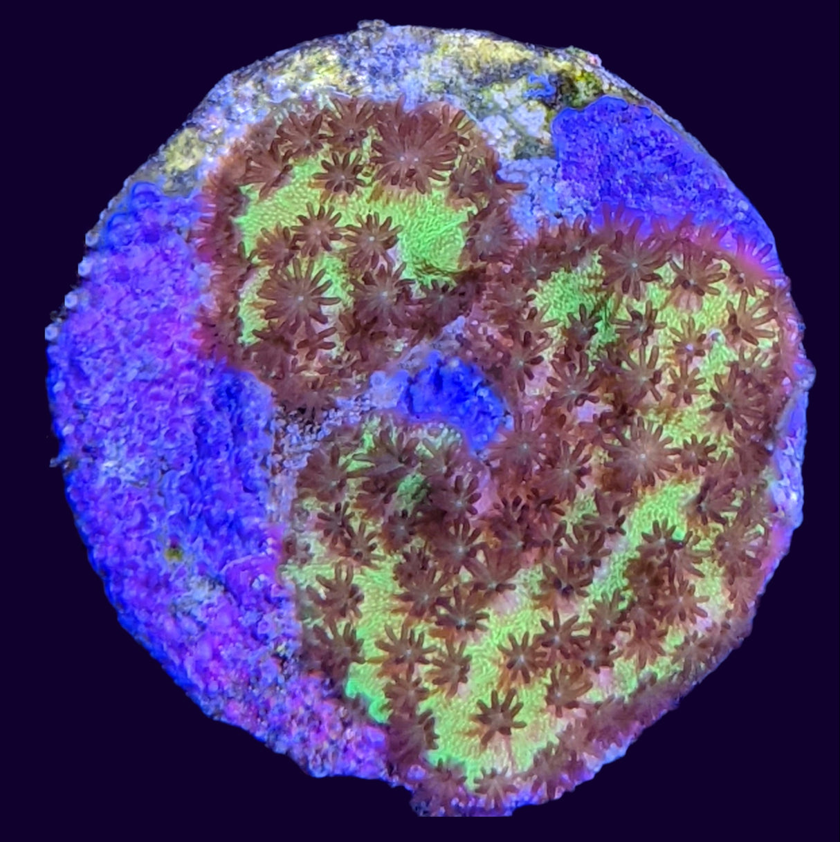 Hirsuta Montipora (UK Grown)