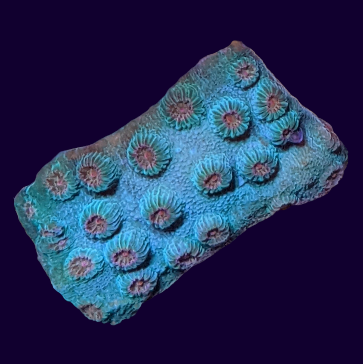 Meteor Shower Cyphastrea